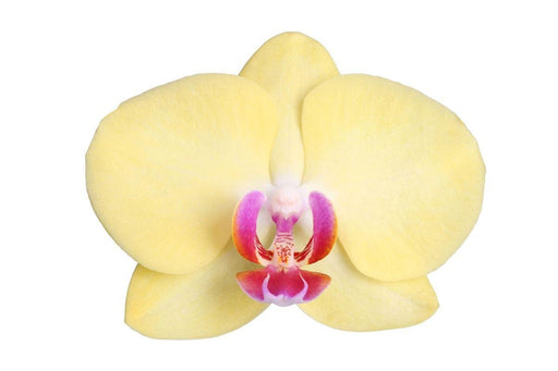 Phalaenopsis Lime Light - Sitronorkidé