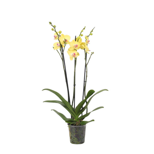 Phalaenopsis Lime Light - Sitronorkidé