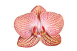 Phalaenopsis Ravello Orchid Coral