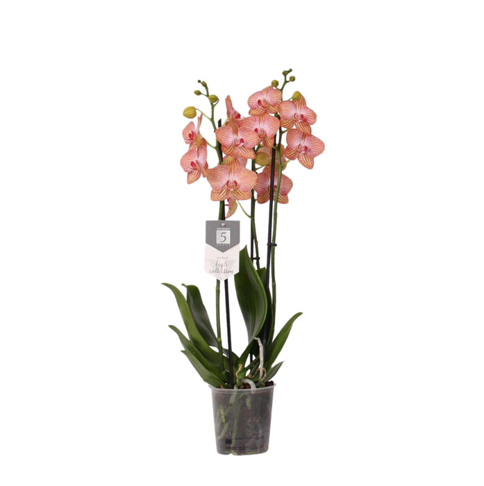 Phalaenopsis Ravello Orchid Coral