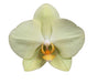 Phalaenopsis Volterra Orchid Pastell Gul