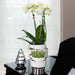 Phalaenopsis Amabilis Med Silver Pot Le Chic