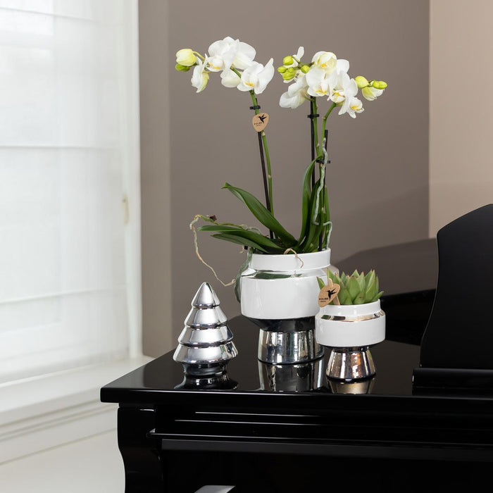 Phalaenopsis Amabilis Med Silver Pot Le Chic