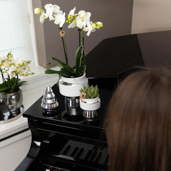 Phalaenopsis Amabilis Med Silver Pot Le Chic