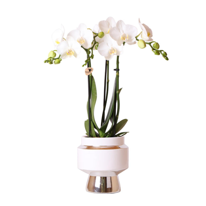 Phalaenopsis Amabilis Med Silver Pot Le Chic