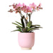 Phalaenopsis Rose Jewel Treviso I Glasert Rosa Pot