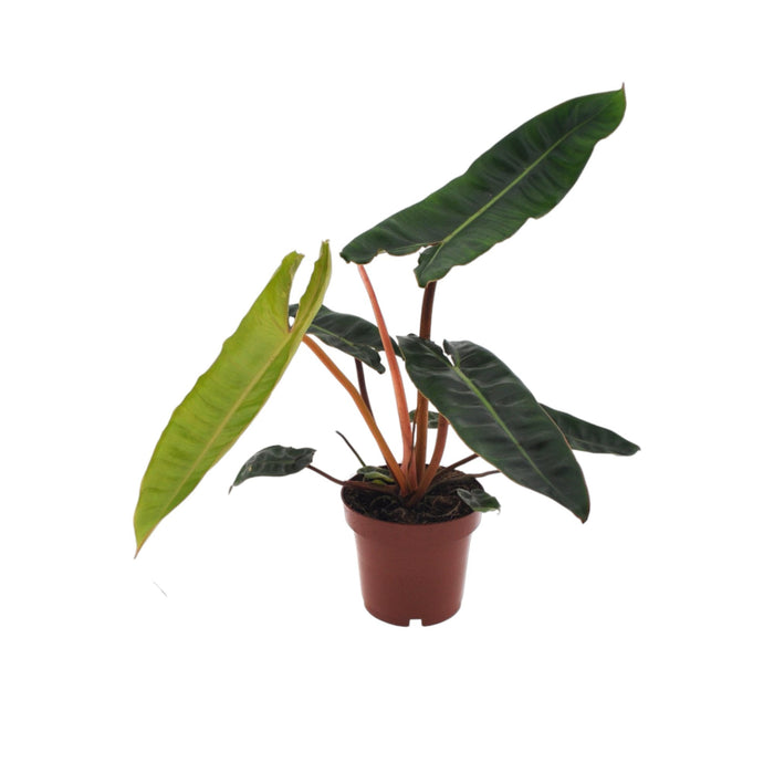 Philodendron Billietiae