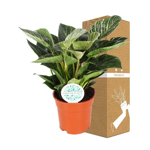 Philodendron Birkin