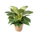 Philodendron Birkin