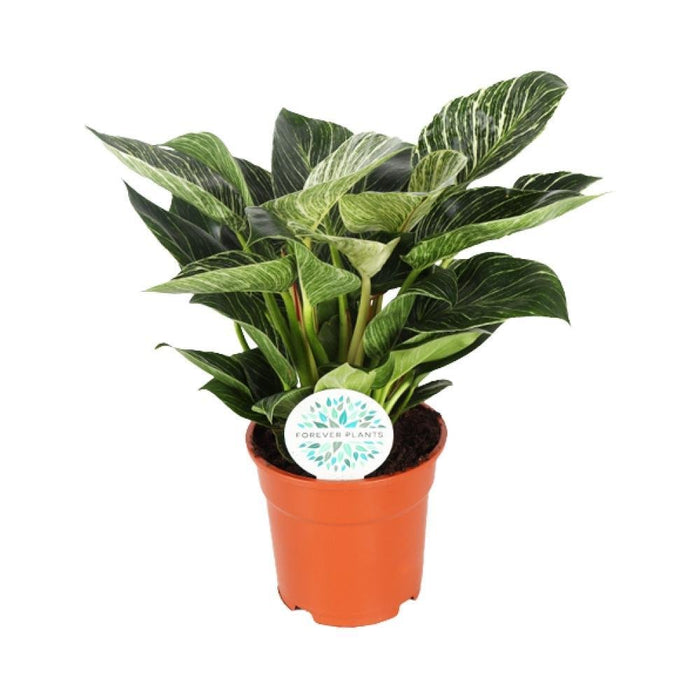 Philodendron Birkin