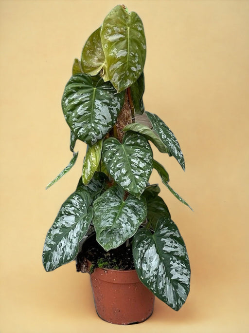 Philodendron Brandtianum Villform