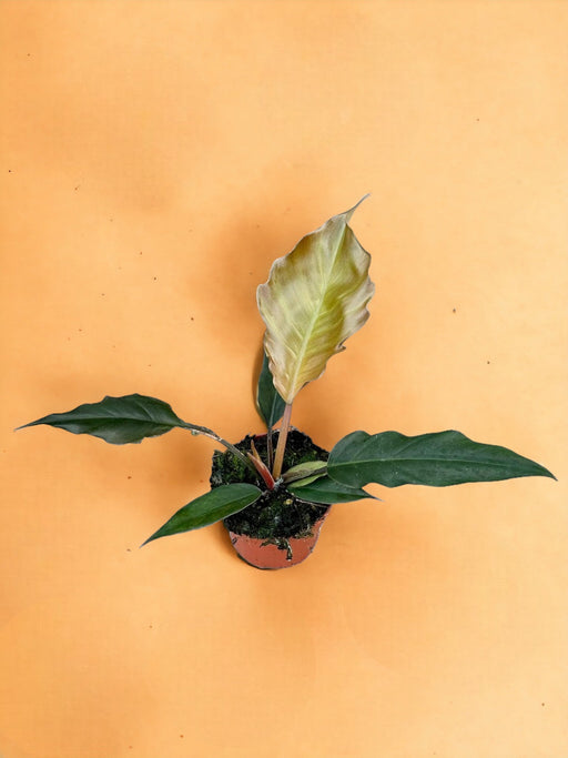 Philodendron Choco Keiserinne