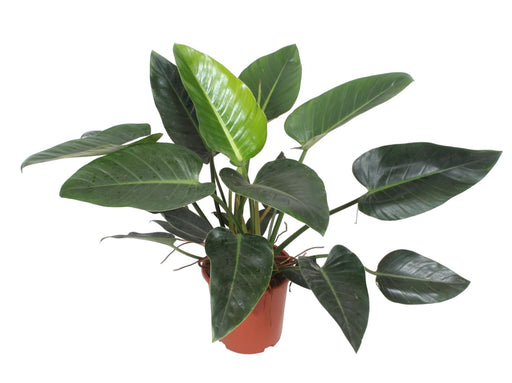 Philodendron Kongo Grønn