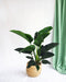 Philodendron Congo H100Cm