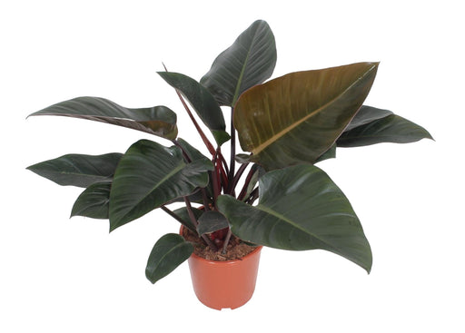 Philodendron Kongo Rød