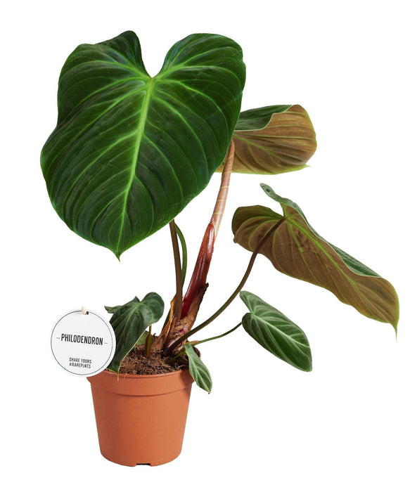 Philodendron El Choco Rød