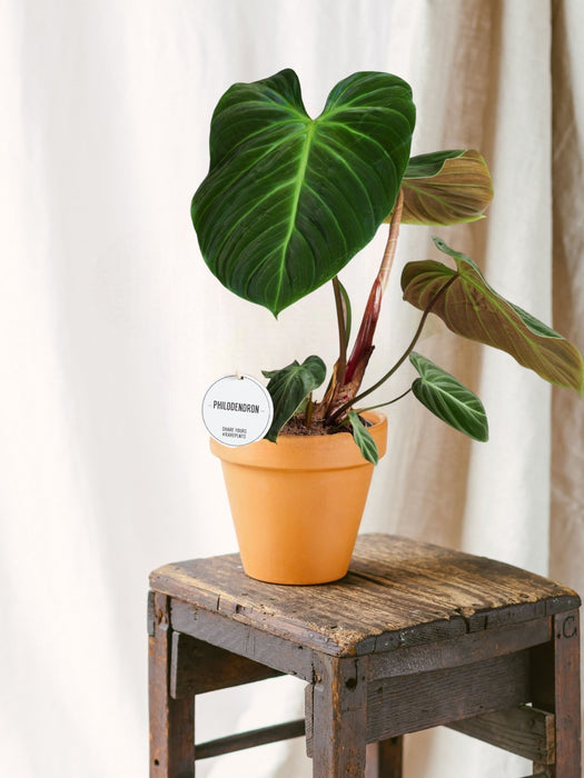 Philodendron El Choco Rød