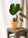 Philodendron El Choco Rød