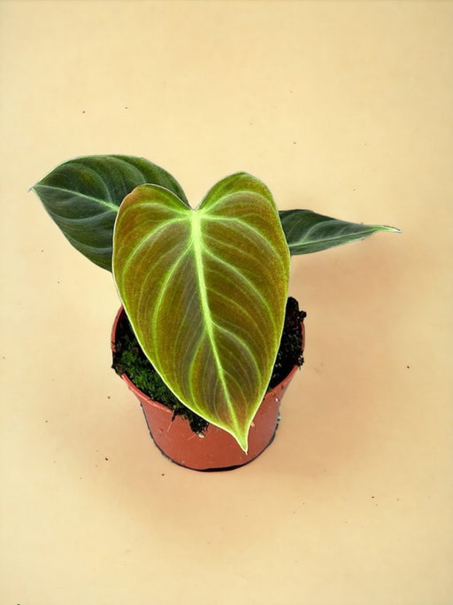 Philodendron El Choco Red D10