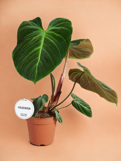 Philodendron El Choco Rød