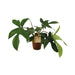 Philodendron Florida Green