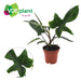 Philodendron Florida Green