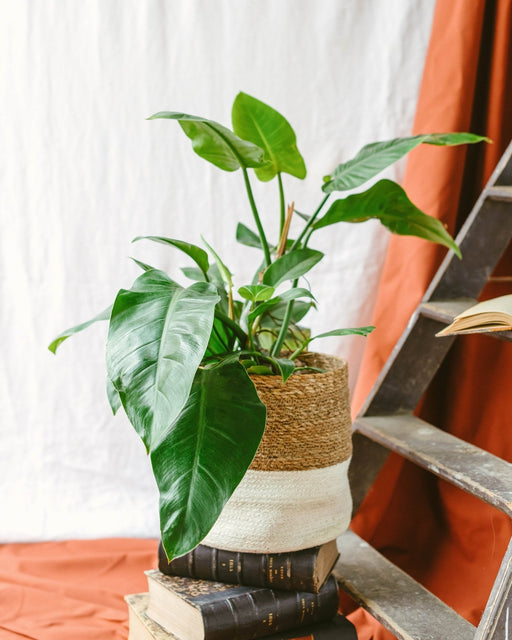 Philodendron Green Imperial Beauty