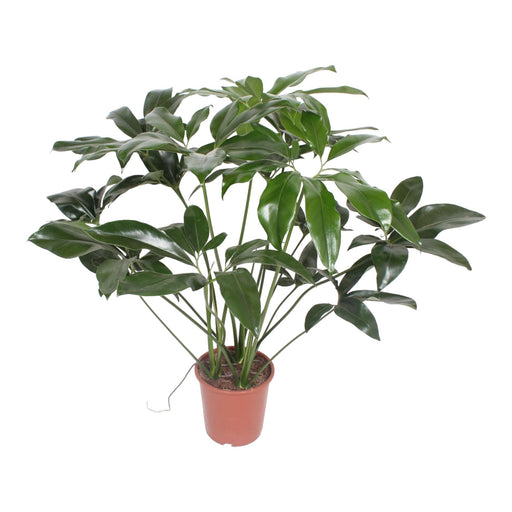 Philodendron Green Wonder