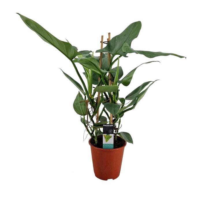 Philodendron Grå Pyramide