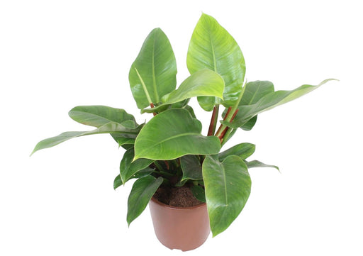 Philodendron Imperial Green