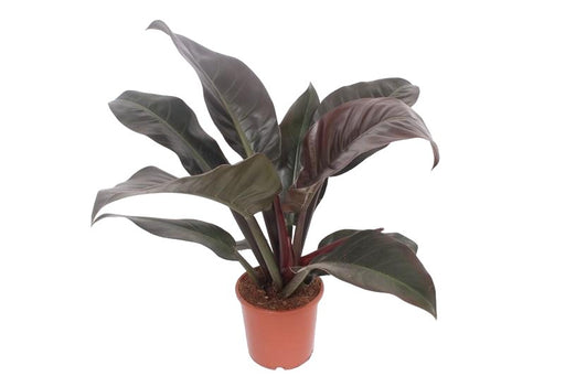 Philodendron Imperial Red