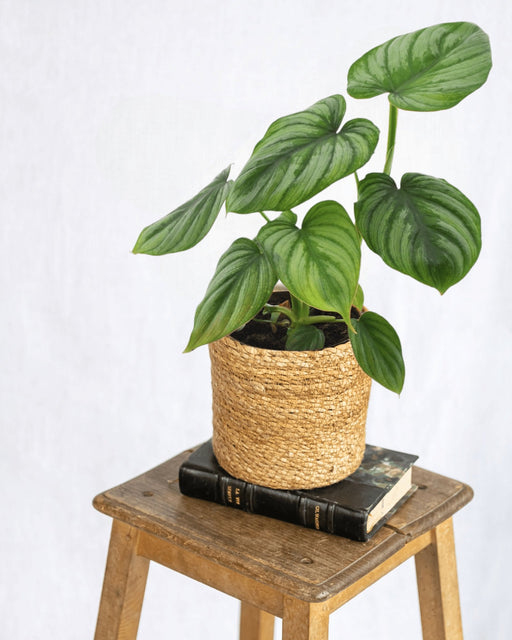 Philodendron Mamei