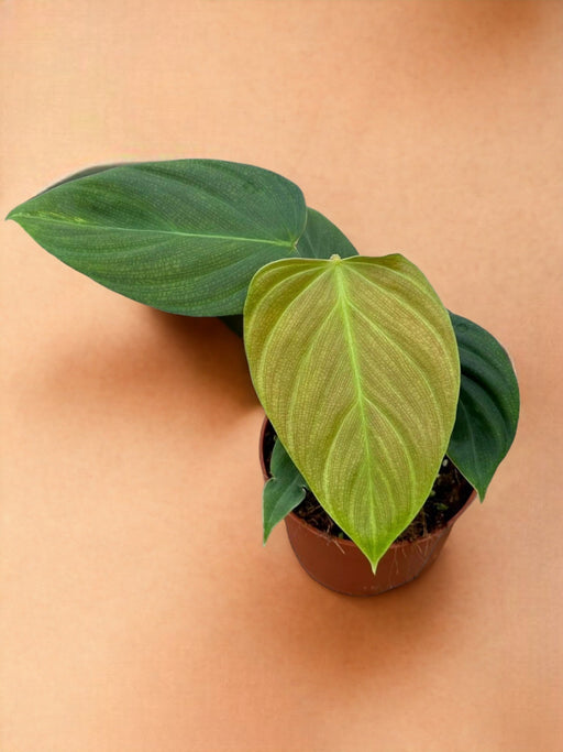 Philodendron Nangaritense