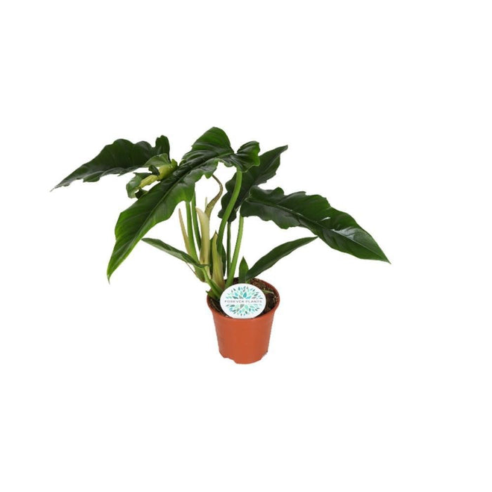 Philodendron Smal