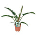 Philodendron Smal