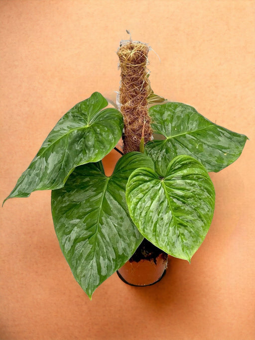 Philodendron P Majestic