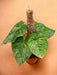 Philodendron P Majestic