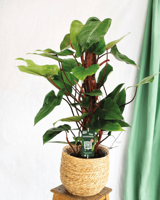 Philodendron Rød Smaragd