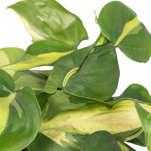 Philodendron Scandens Brasil - H15Cm, Ø12Cm - Drooping Plant