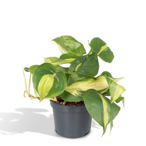 Philodendron Scandens Brasil - H15Cm, Ø12Cm - Drooping Plant