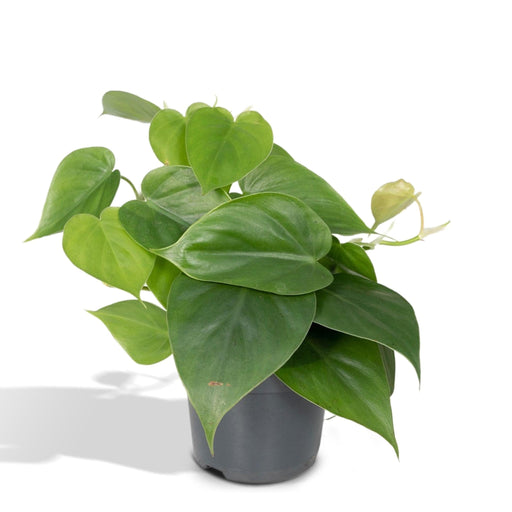 Philodendron Scandens - H15Cm, Ø12Cm - Hengende Plante