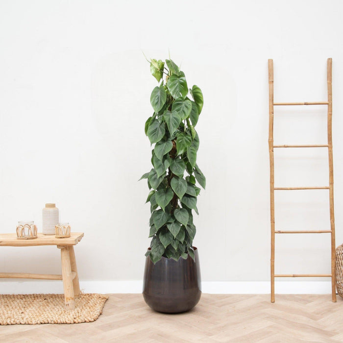 Philodendron Scandens On Stake