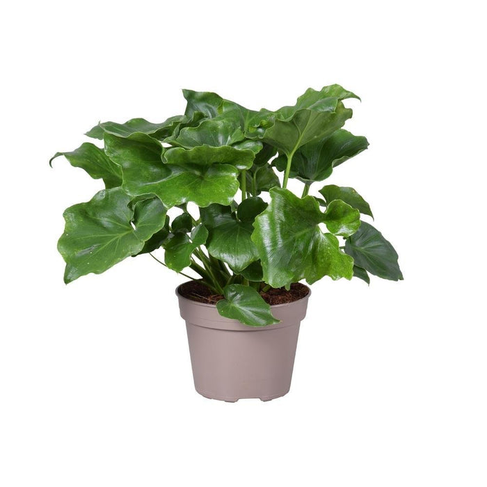 Philodendron Selloum