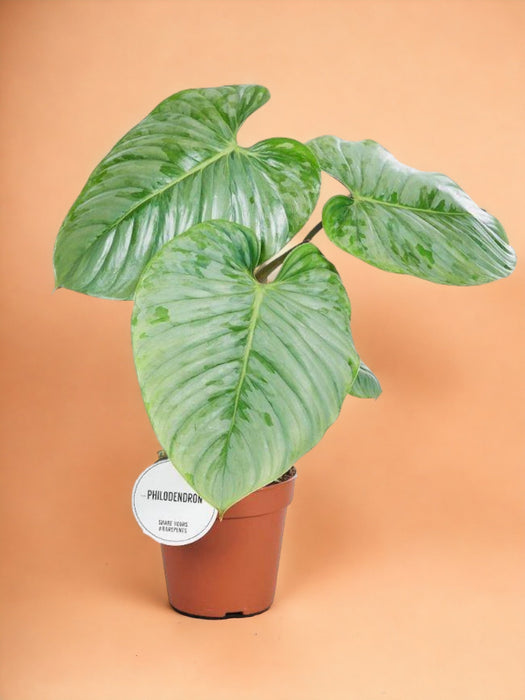 Philodendron Sodiroi