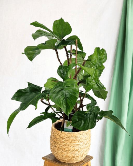 Philodendron Squamiferum-Pyramiden