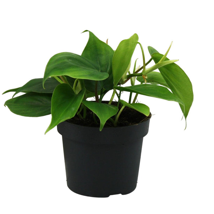 Philondendron Scandens