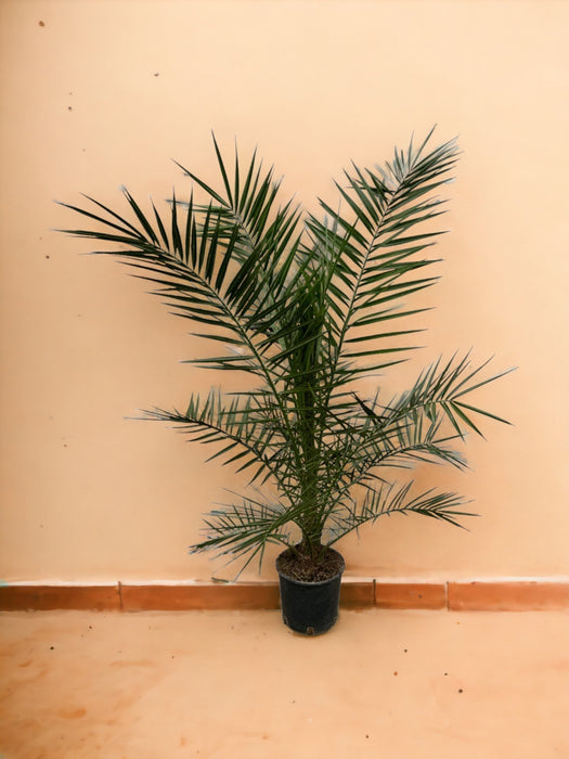 Phoenix Canariensis