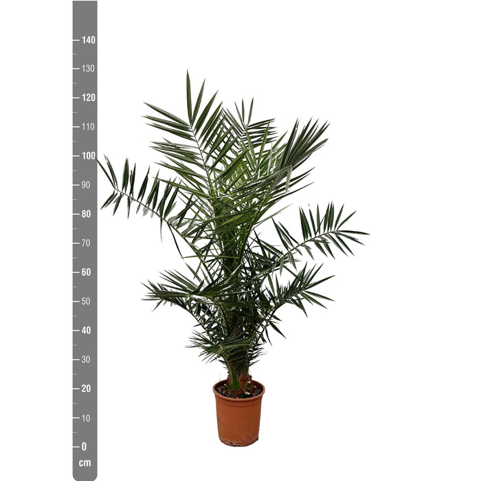 Phoenix Canariensis