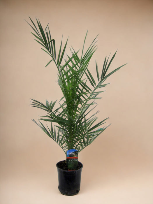 Phoenix Canariensis - 90 Cm - Ø15Cm