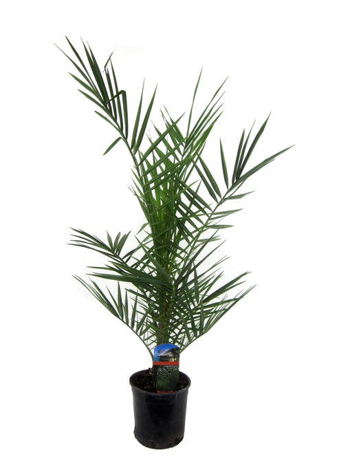 Phoenix Canariensis - 90 Cm - Ø15Cm